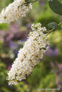 Bild von Buddleja